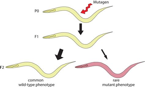 Mutagen Examples