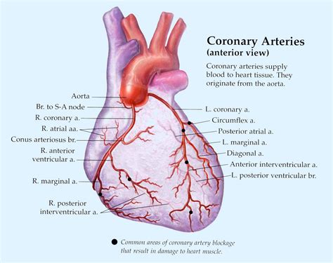 Tickle My Ulnar Nerve: Post 6 All Heart