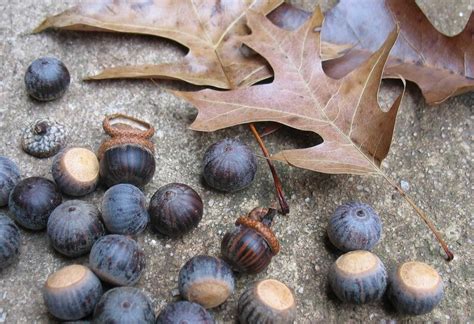 20 Pieces-5 Lb Pin Oak Acorns Seeds for Planting Wild Live Feed Tested Quercus Palustris Pre ...