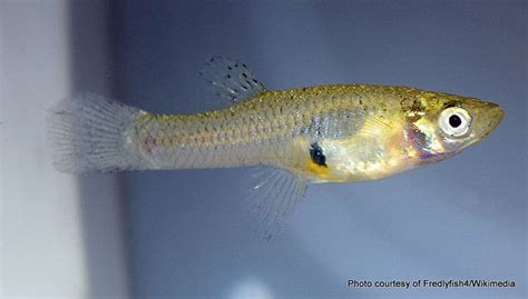 Phil Bendle Collection:Mosquito fish (Gambusia affinis) - CitSciHub