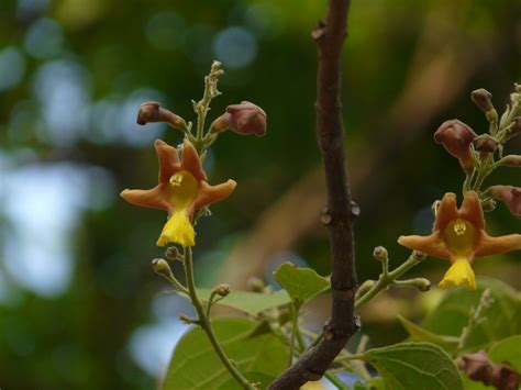 Gambhari (Sanskrit: गम्भारी) | Verbenaceae (verbena, or verv… | Flickr