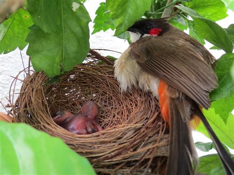 Dr S N Prasad, Mysore, India: Mystery of the Missing Baby Bulbuls – A New Pictorial Story