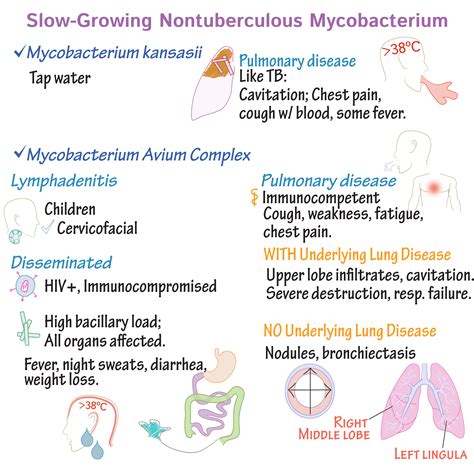 Immunology/Microbiology Glossary: Nontuberculosis Mycobacterium | Draw ...