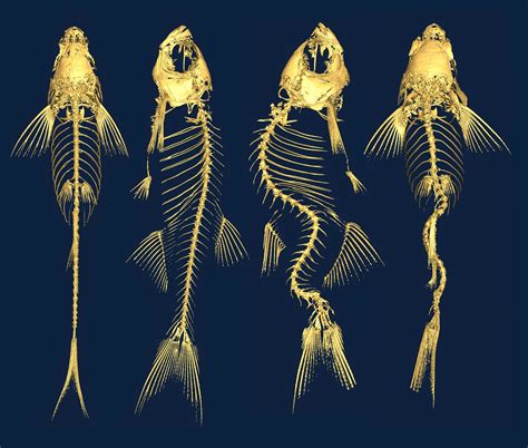 Fish With Creepy Curved Backbones Could Help Explain Scoliosis | WIRED