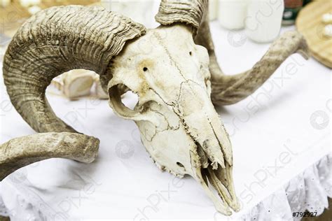 Goat skull with horns - stock photo 792927 | Crushpixel