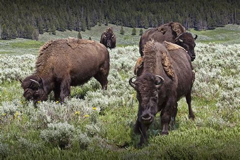 Herd of American Buffalo in Yellowstone Photograph by Randall Nyhof