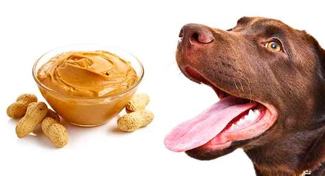 Can Dogs Eat Peanut Butter? A Guide To Peanut Butter And Dogs