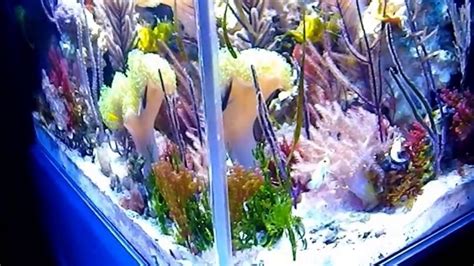 Seahorse Aquarium - YouTube