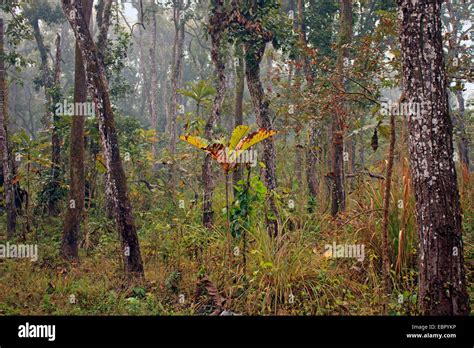 in the jungle, Nepal, Terai, Chitwan National Park Stock Photo - Alamy