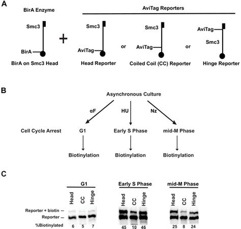 Cohesin architecture and clustering in vivo | eLife