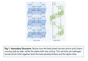 Secondary Structure Of Proteins