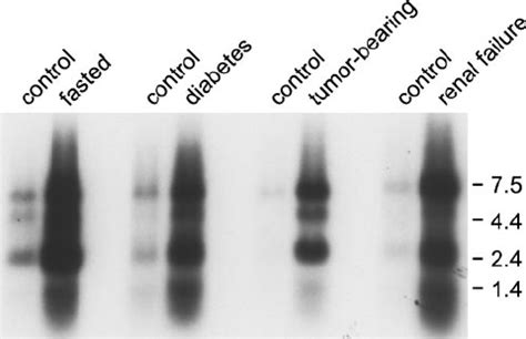 Atrogin-1 expression in muscles atrophying because of different ...