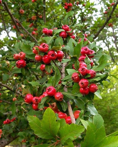 Mayhaw: The Mayhaw is a large shrub or small tree that is native to the ...