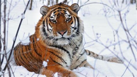 Keunikan dan Terancamnya Harimau Siberia, Si Raja Kucing