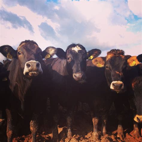 Our Brown Swiss cows are very friendly!