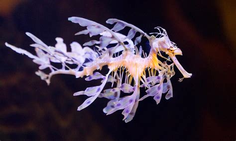 The leafy seadragon is a master of camouflage | A Moment of Science ...