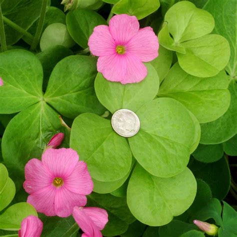 Oxalis ‘Rosea’ (syn. O. crassipes) | TERRA NOVA® Nurseries, Inc.