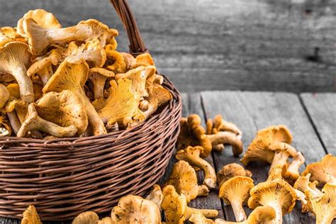 8 Chanterelle Mushroom Recipes for Any Home Cook - Mushroom Site