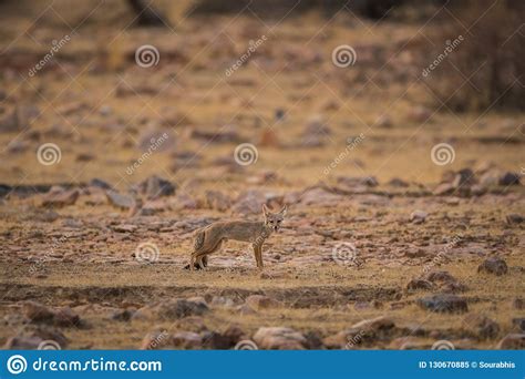 A Bold Indian Fox Pup Vulpes Bengalensis Stock Image - Image of jungle ...