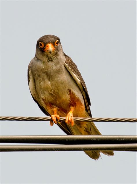 Nature's great spectacle: Watching Amur falcons roost in Nagaland - Rediff.com Get Ahead