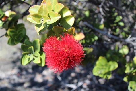 Lehua Ohia Flower Lei Making Volcano Big Island Stock Photo - Image of lehua, making: 103637620