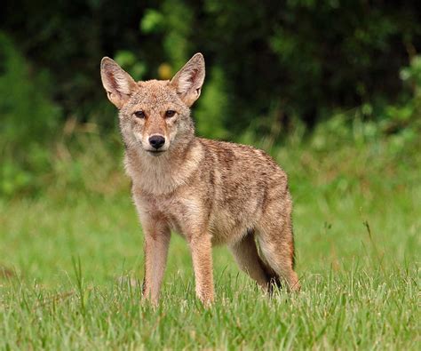 Florida Coyote Photograph by Wendy Luther - Fine Art America