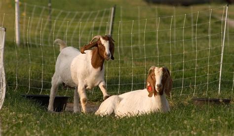 There are over 210 breeds of goats. The Boer goat breed is a special breed and is gaining more ...