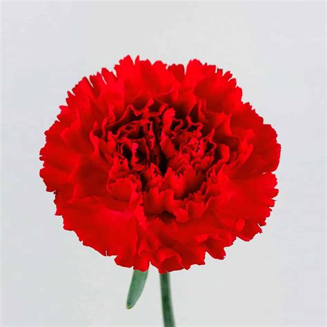 CARNATION RED - Wholesale Bulk Flowers - Cascade Floral