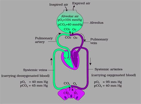 Exchange Of Gases | Transport | GCSE Biology Revision Notes