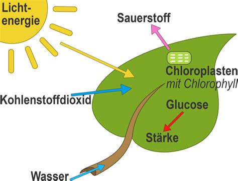 Fotosynthese und Chemosynthese - biochemische Grundlagen - Biologie online lernen