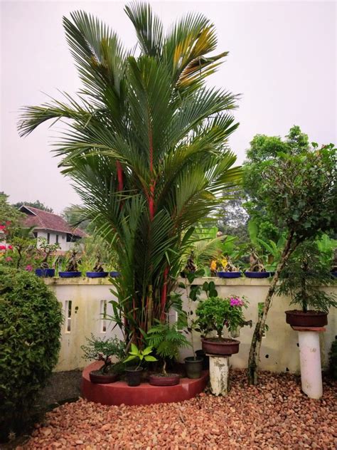 The Red Palm trees, best ornamental plants for compound walls. | Plants ...