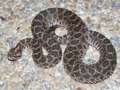 Massasauga Rattlesnake Facts and Pictures | Reptile Fact