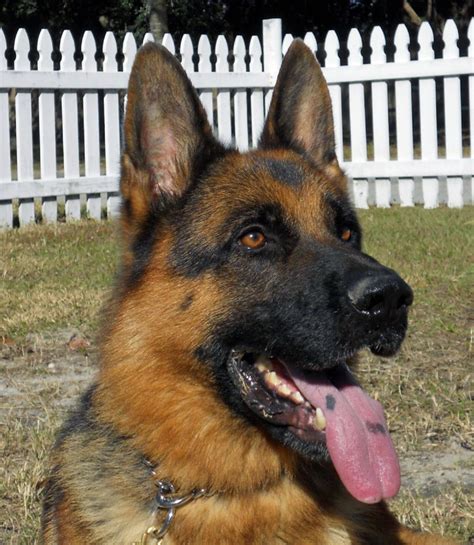 German Shepherd Dogs, Trained Guard Dogs for Sale in Sanford, FL | German shepherd dogs, Guard ...