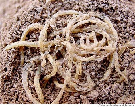 Ancient noodles discovered in China - SFGate