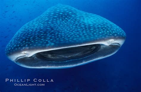 Whale shark, Rhincodon typus, Darwin Island, Galapagos Islands, Ecuador