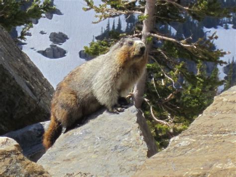 Kangi of Leisure: Wildlife in Glacier Park