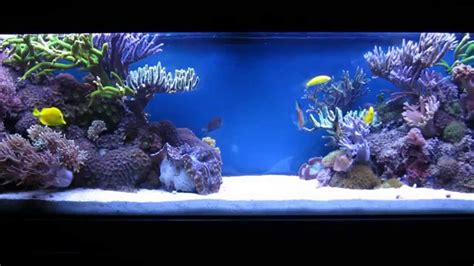 aquarium scene #2 - YouTube