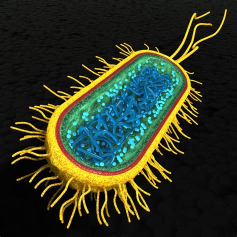 Bacteria Cell