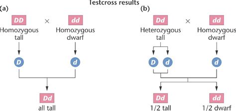 Mating of an organism to a double recessive in order to determine ...