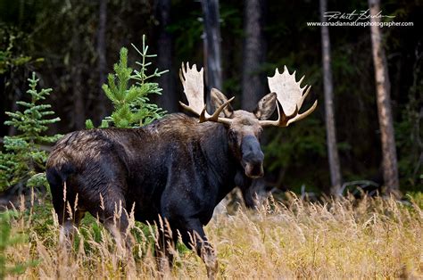 Alberta Wildlife Photography by Robert Berdan - The Canadian Nature ...