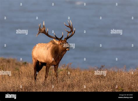 Tule Elk Stock Photo - Alamy