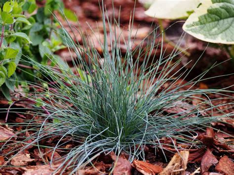 Blue fescue - care, pruning for Festuca glauca, best mulch