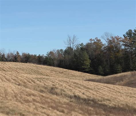 Creating Habitat to Save the Bobwhite Quail