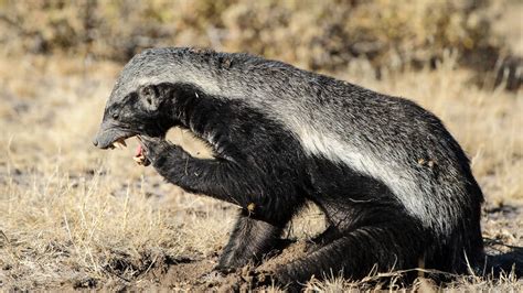 Botswana Wildlife | 8305 sightings of species across Botswana | Expert ...