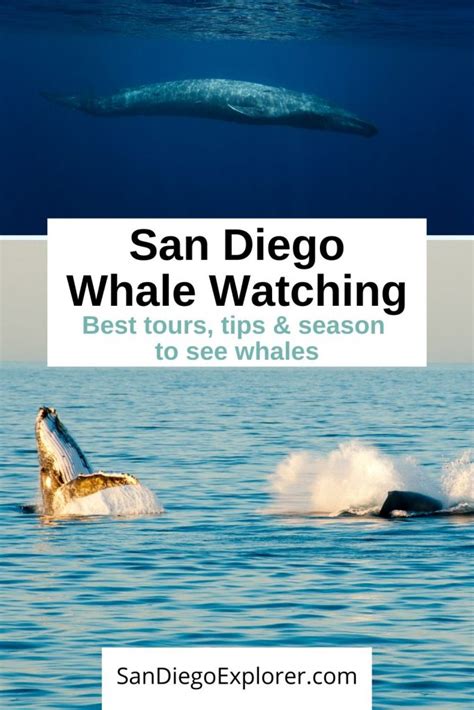 San Diego Whale Watching - Best Tours, Season & Tips [2024]