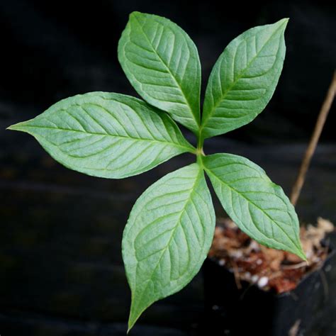 Amorphophallus konjac, Corpse Flower, Voodoo Lily – Carnivero