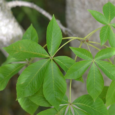 Ohio buckeye | ontario.ca