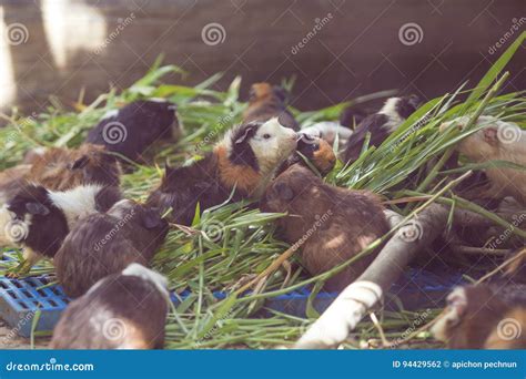 Guinea Pigs are Eating Grass. Stock Photo - Image of nature, adorable ...