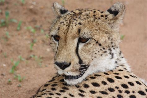 Combine your Cheetah Centre visit with a Harties Boat Cruise