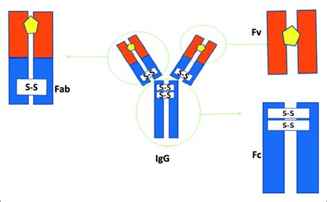 Antibody Fc